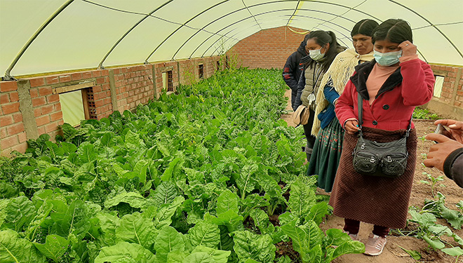 Fomento del desarrollo rural sostenible equitativo e inclusivo, en el municipio indígena campesino de San Andrés de Machaca, La Paz – Bolivia