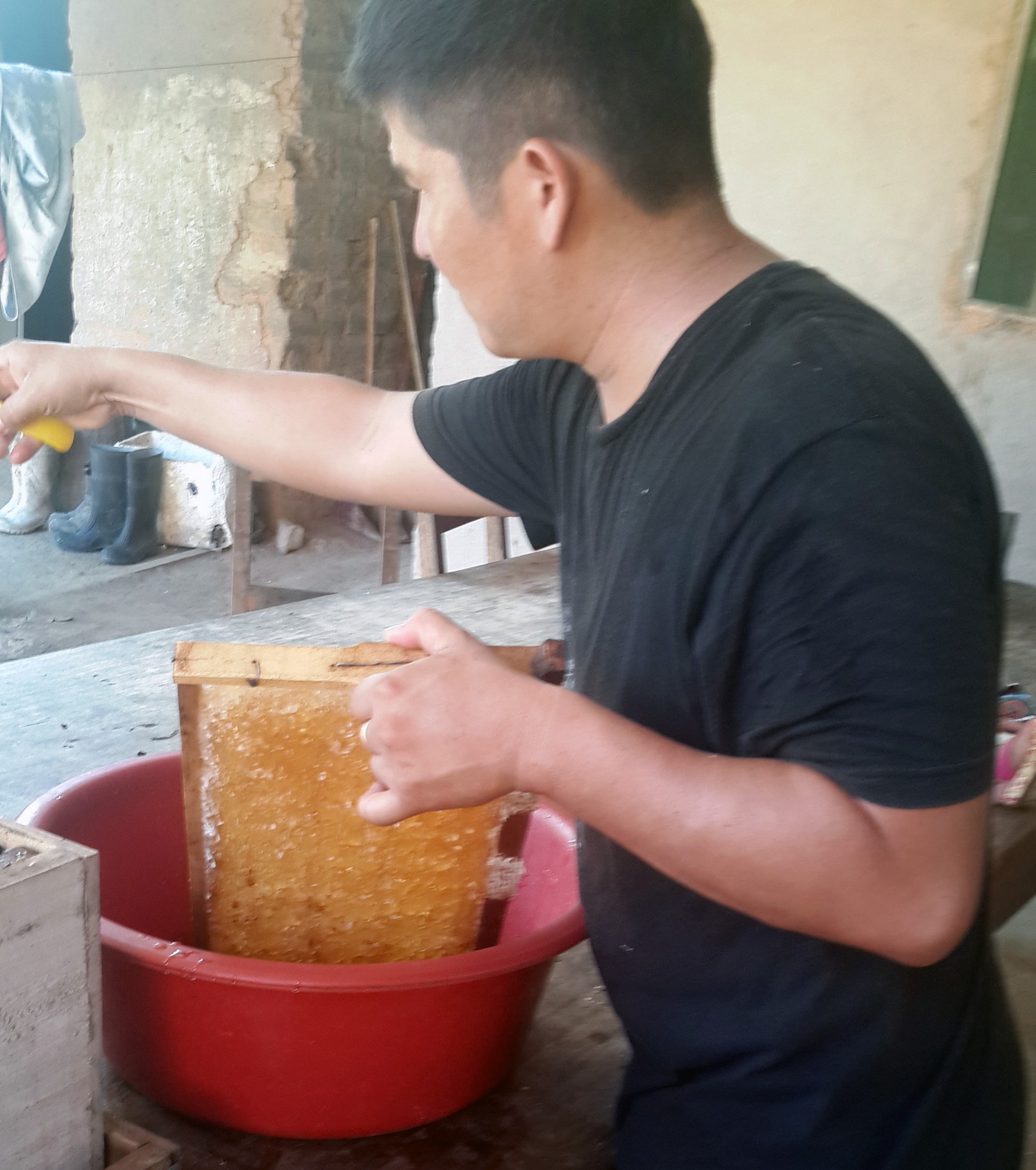 La actividad  apícola da sus primeros frutos en comunidades de Baures en Beni