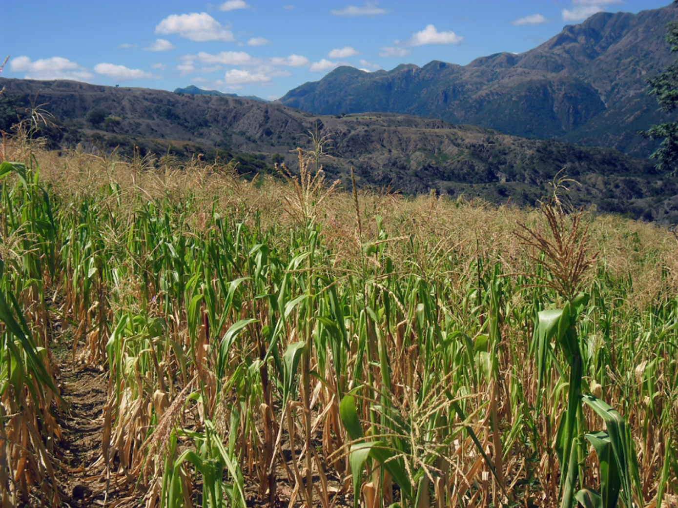 Organización campesina preocupada por los efectos de la sequía en el municipio de Torotoro