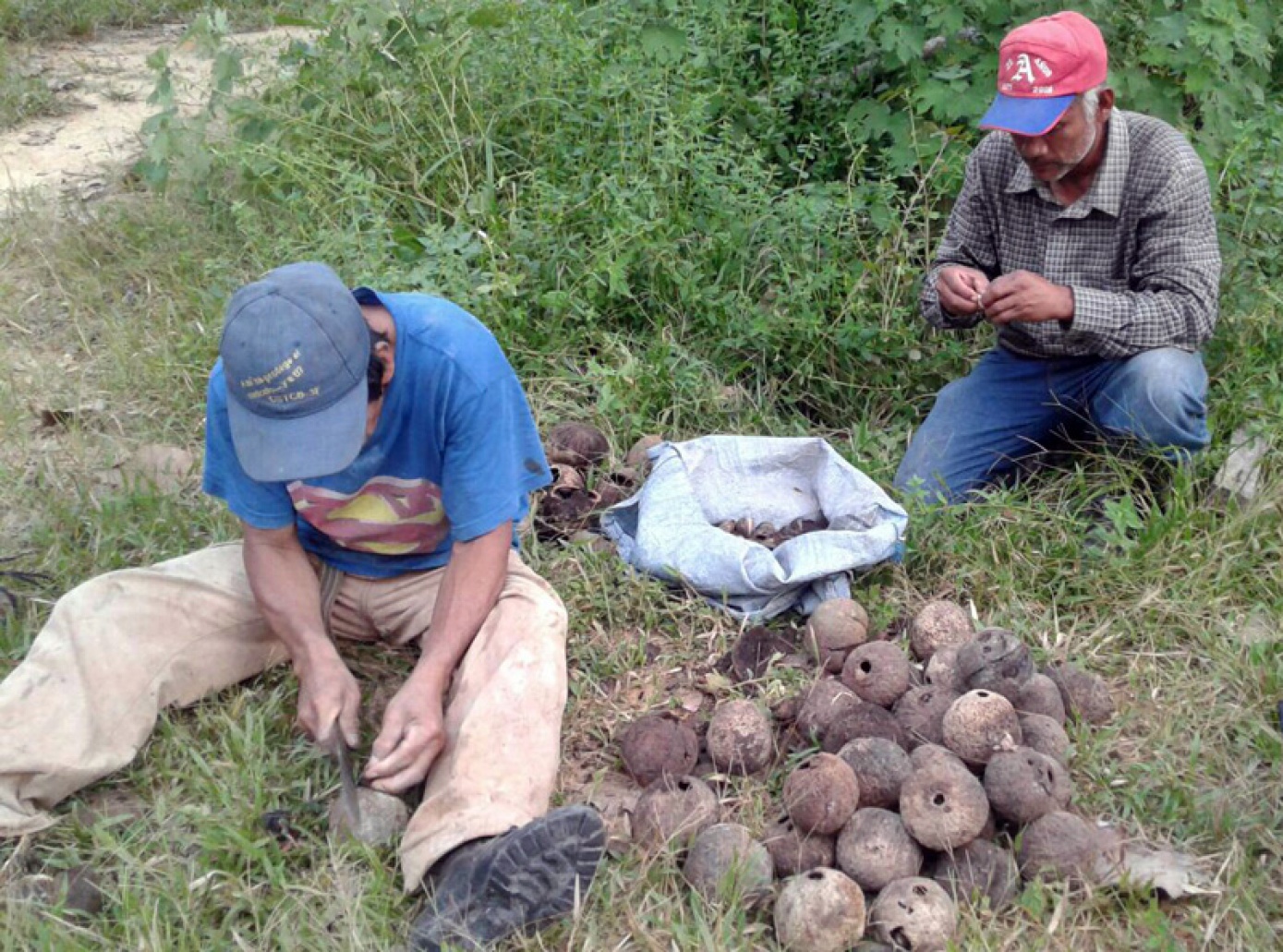 Organizaciones campesinas de Pando en emergencia por baja producción de castaña