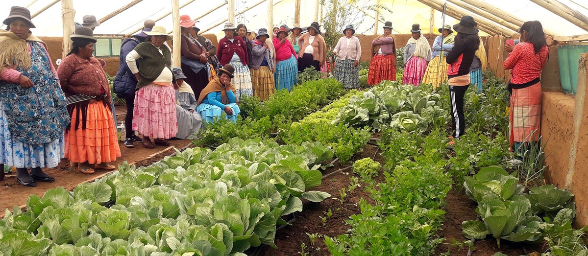 Asociaciones productivas del altiplano intercambiaron experiencias sobre manejo de carpas solares y producción de hortalizas