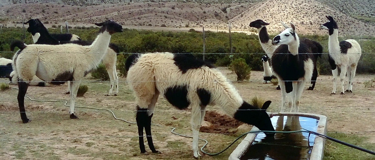 Video reportaje: producción de camélidos y manejo sostenible de recursos naturales en San Pedro de Totora