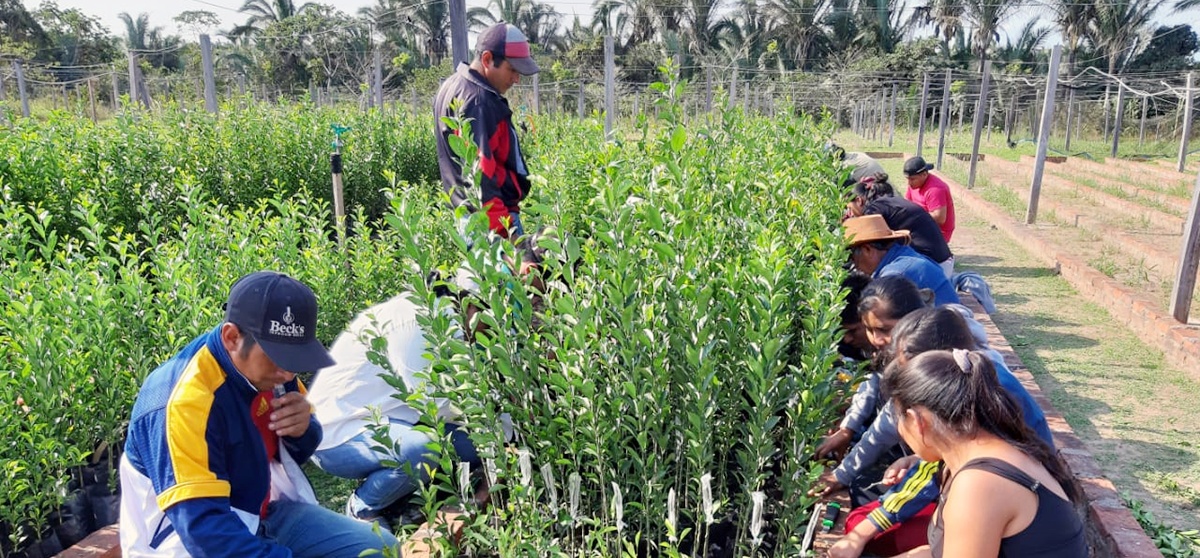 Organizaciones productivas de Santa Cruz se capacitan en injerto de cítricos