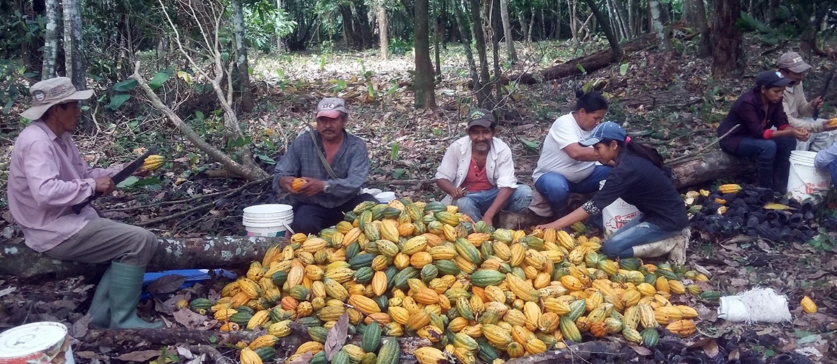 Investigaciones de CIPCA fueron difundidas en VI Congreso Nacional de Sistemas Agroforestales