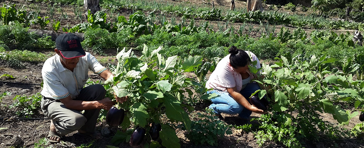 Organizaciones plantean la revalorización y fortalecimiento de la Agricultura Familiar