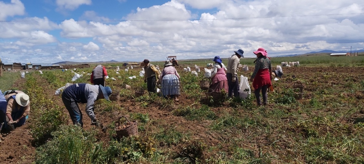 Campesinos piden ayuda: 400 mil t de papa no salen del Altiplano