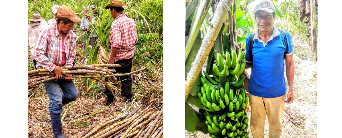 Mojos: AAIAS y Subcentrales TIM y TIMI ponen en marcha el plan de acopio, comercialización y abastecimiento de productos de la agricultura familiar