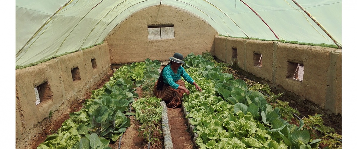 Producción de hortalizas en invernaderos aporta a la autogestión alimentaria en comunidades del Altiplano paceño