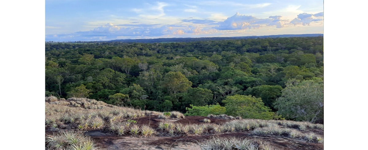 Presentan estudio para aportar al establecimiento de criterios eco sistémicos para la recuperación y el enriquecimiento del Bosque Seco Chiquitano