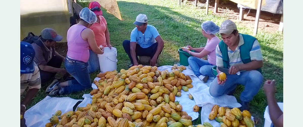 Plan de reactivación agropecuaria del MDRyT plantea recortar presupuesto al recientemente reformulado Programa Nacional del Cacao, entre otros