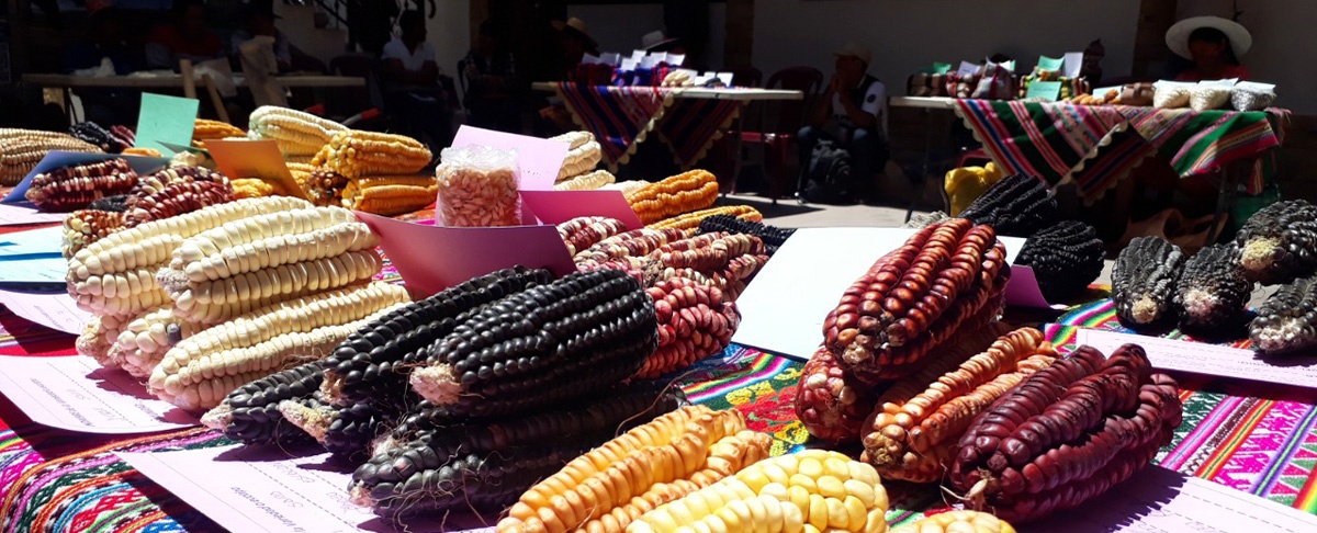 Cumbre productiva para reactivar y fortalecer la agricultura familiar campesina.