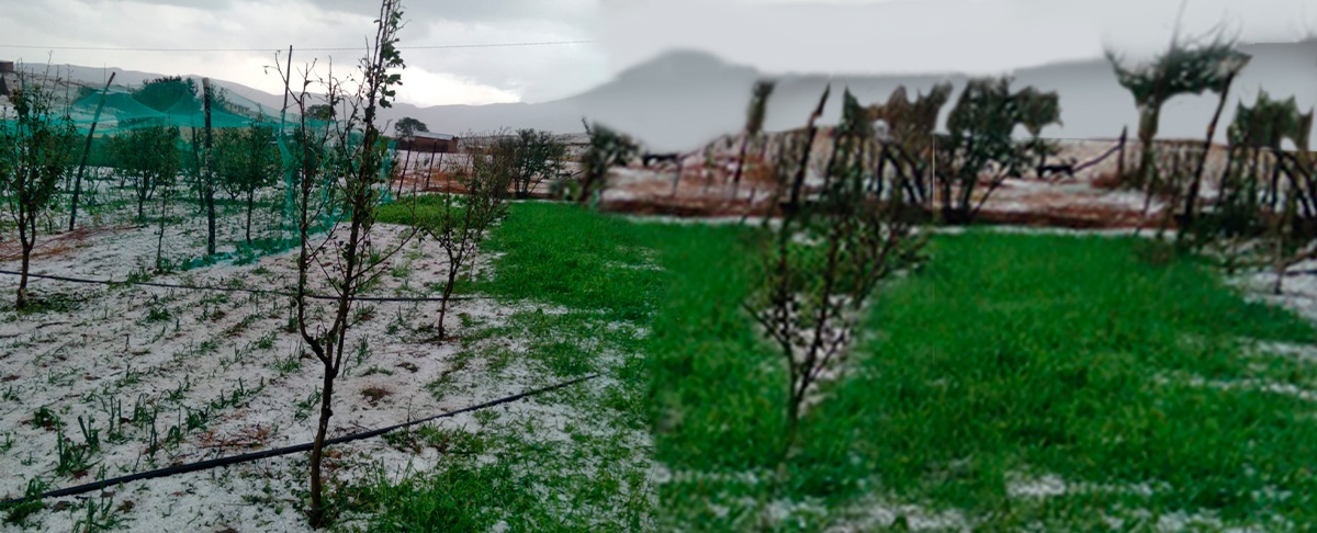 Granizada sorprende y causa daños en los sistemas productivos familiares del municipio de Torotoro.