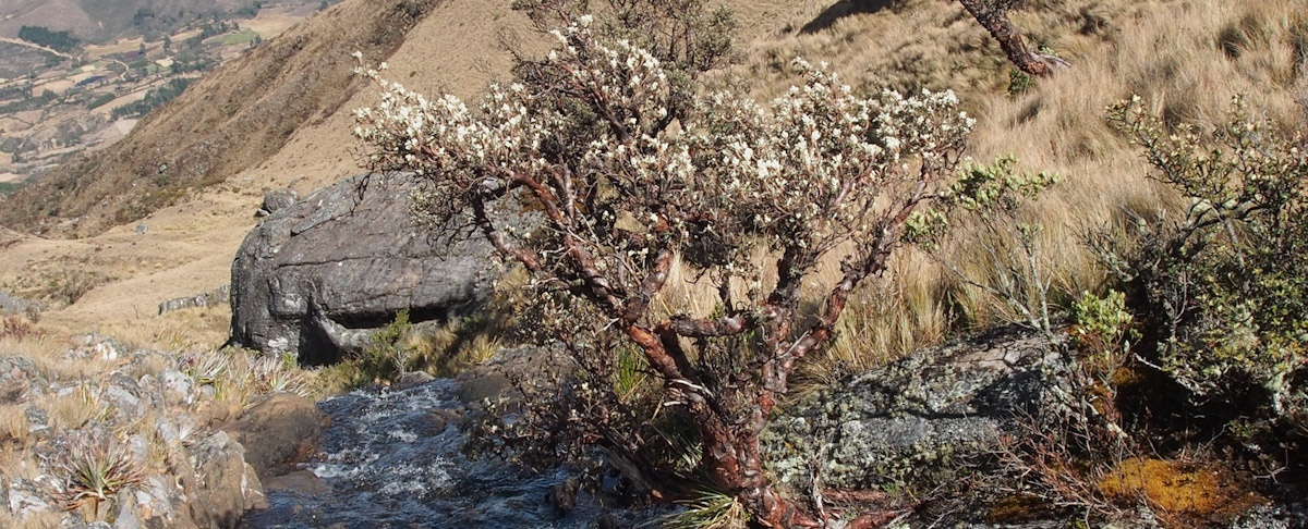 Acciones para combatir el cambio climático