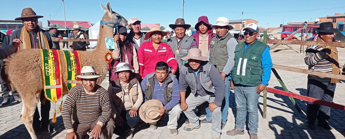 Laquinamaya hace gala de sus mejores ejemplares en camélidos