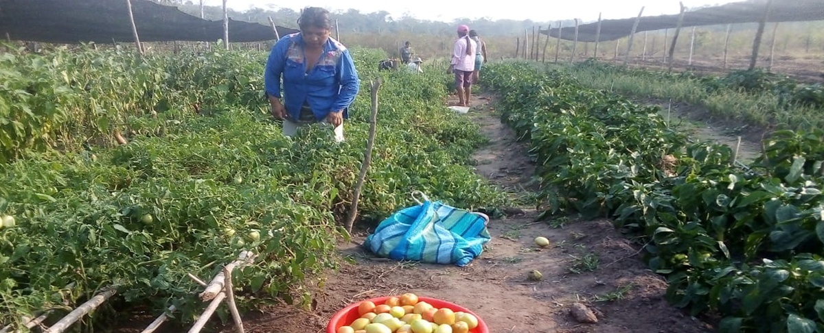 Cosecha en aumento en Makanaté de Concepción: apuesta por su diversificación productiva