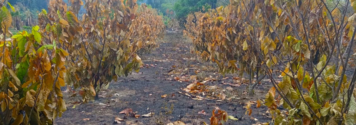 Asociación de departamental de cacao se pronuncia ante los efectos de la sequía e incendios ocurridos en el Beni