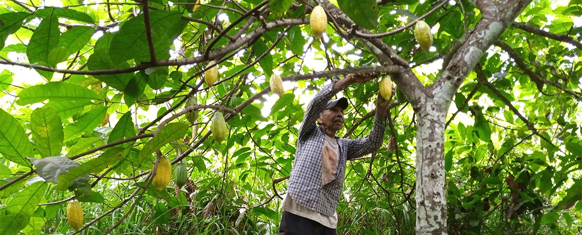 Día mundial del cacao: “El alimento de los dioses...”