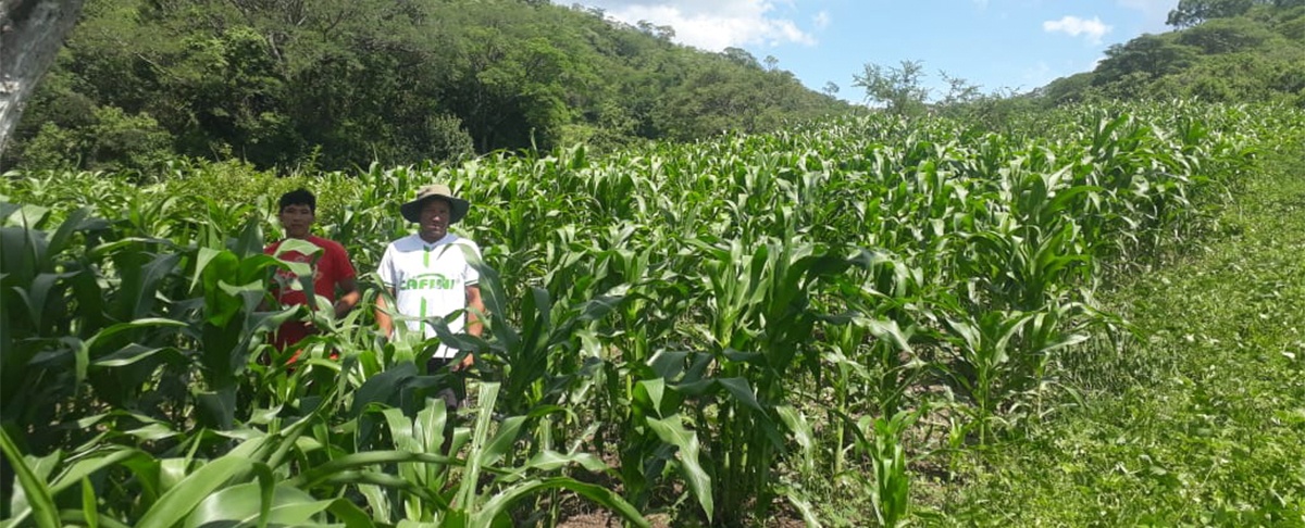 Semillas Nativas para un Futuro Sostenible: Familias Fortalecen su Seguridad Alimentaria 