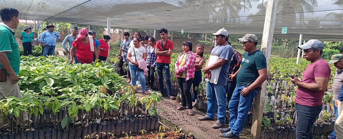 Jóvenes indígenas de la Amazonía Sur también realizan intercambio de experiencias sobre sistemas agroforestales