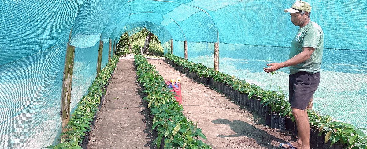 Cacao con futuro: Promotores agroecológicos impulsan viveros familiares ante buenos resultados y precios en alza