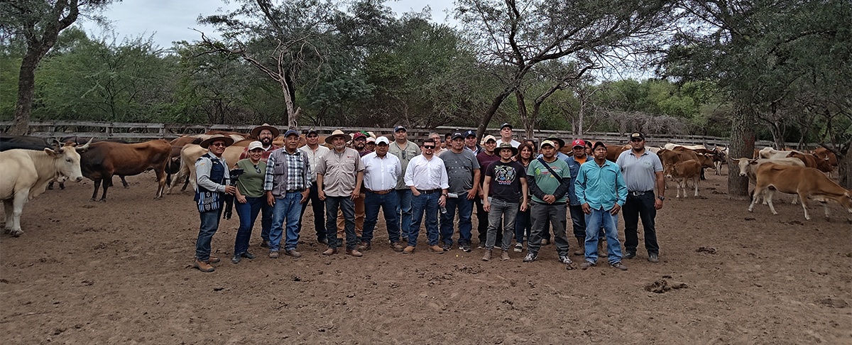 Ganadería criolla y soberanía territorial: experiencia guaraní avanza hacia una producción comunitaria sostenible en el Chaco