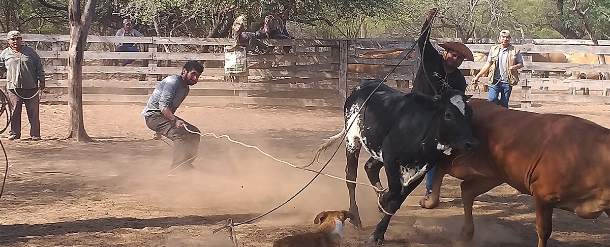 Clostridiosis bovina en el Chaco boliviano: una amenaza silenciosa para la ganadería