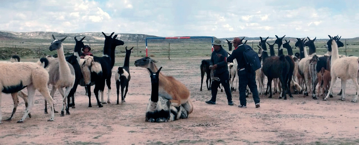 San Pedro de Totora impulsa el mejoramiento genético de llamas con el primer registro técnico de reproductores machos