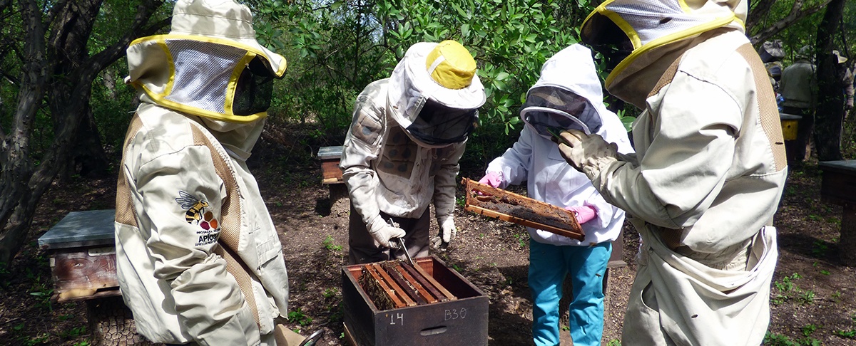 Diálogo e interaprendizaje apícola fortalecen la producción sostenible en el Chaco