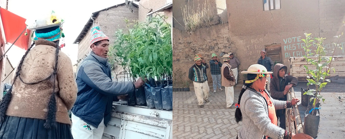 Transformando andenes tradicionales: familias de Amarete apuestan por sistemas agroforestales sostenibles