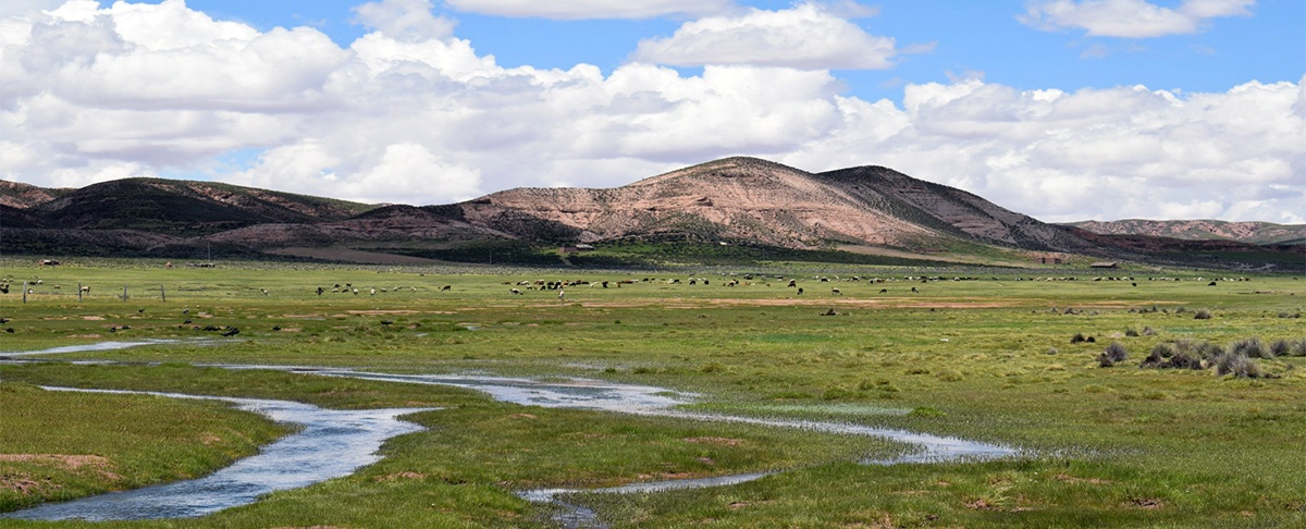 Plan de Gestión Sostenible consolida la conservación de los bofedales en San Pedro de Totora
