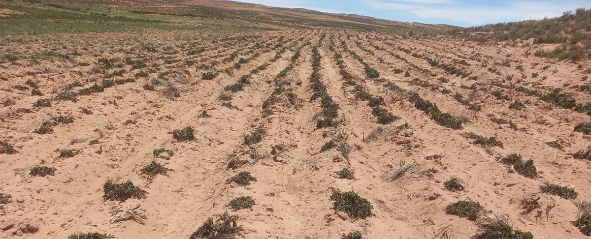 Heladas generan pérdidas significativas en la producción de papa en el municipio de San Pedro de Totora