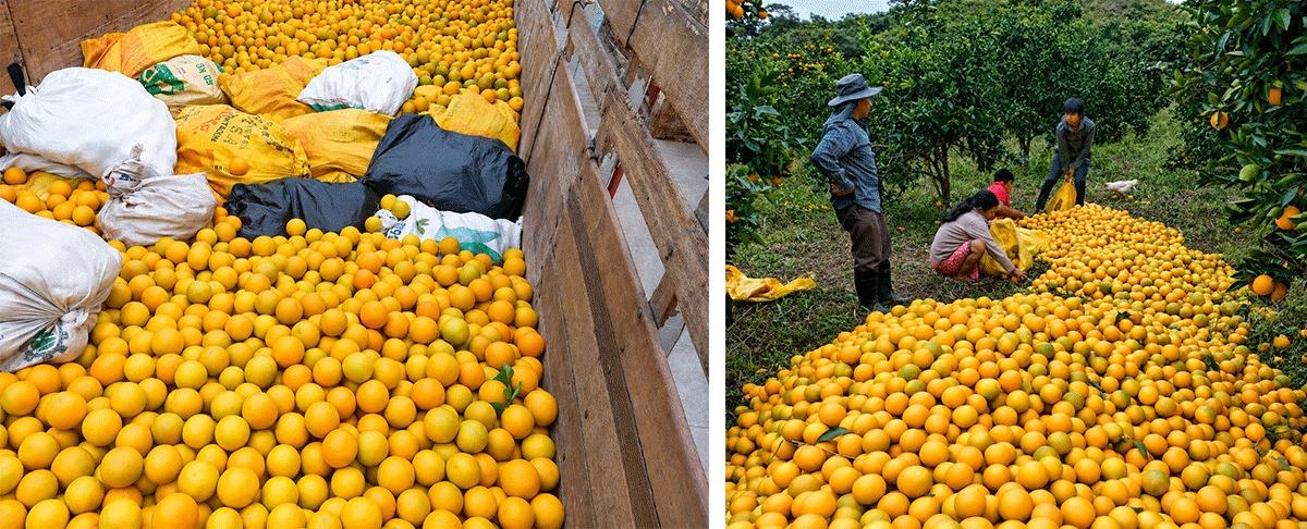 Temporada de color naranja: familias de Cañadillas fortalecen la comercialización directa de cítricos