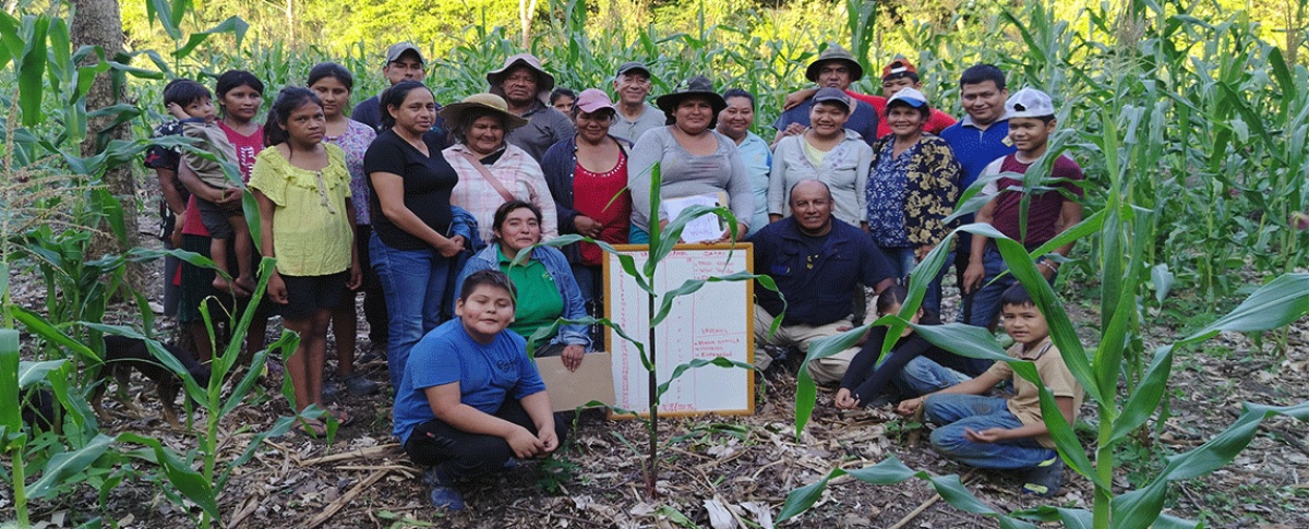 Productores del GIA TIM y San Ignacio de Moxos fortalecen la conservación de semillas nativas mediante el mejoramiento participativo