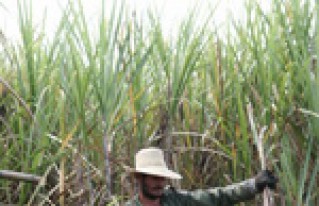 Zafreros de Santa Cruz acuerdan precio de la tonelada de caña de azúcar para esta gestión