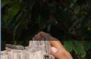Nuevo sitio web brindará información especializada sobre el cacao en Bolivia