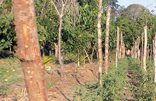 Comunidades de San Andrés implementan horticultura agroecológica para su seguridad alimentaria
