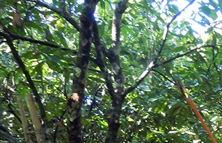 Indígenas y campesinos de la Amazonía sur se capacitan en manejo integral de sistemas agroforestales