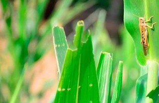 El control de la plaga de langostas pone en peligro la producción de miel