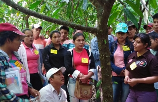 Productores de cacao de la Amazonía Sur fortalecen sus capacidades en taller especializado de injerto