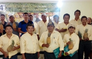 Productores proponen innovaciones tecnológicas y mejoras en la transformación y comercialización de la piña guaraya