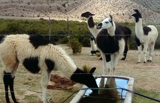 Video reportaje: producción de camélidos y manejo sostenible de recursos naturales en San Pedro de Totora
