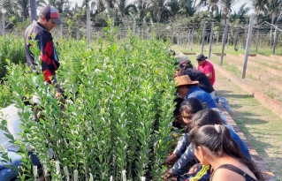 Organizaciones productivas de Santa Cruz se capacitan en injerto de cítricos