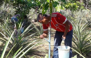 Jóvenes del norte amazónico utilizan la tecnología para mejorar la producción agroforestal
