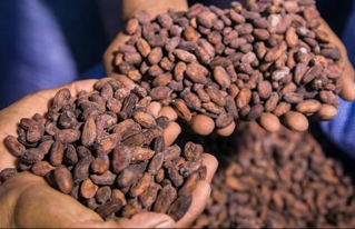 20 muestras de cacao y chocolate bolivianos compiten rumbo al "Cocoa Awards en París"