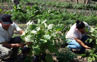 Organizaciones plantean la revalorización y fortalecimiento de la Agricultura Familiar