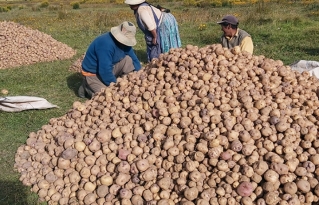 Comunidades del Altiplano boliviano se organizan para enfrentar la pandemia del COVID-19