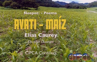 Video “Avati-Maíz” motiva a la protección del maíz
