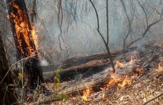 Municipio de Lagunillas declara situación de DESASTRE ante incendios