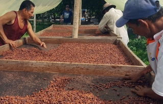 El cacao nativo amazónico goza de reconocimiento internacional por su calidad