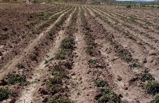 La Niña es imprevisible: heladas afectan a la producción de los cultivos agrícolas en el altiplano